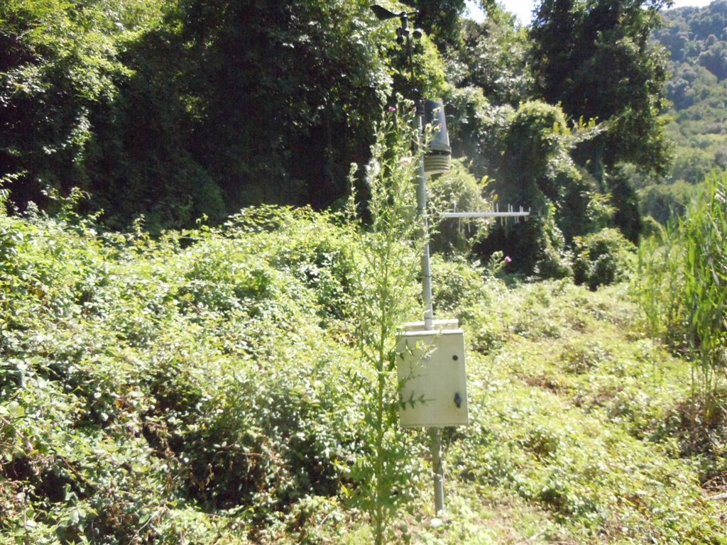 Cirsium vulgare